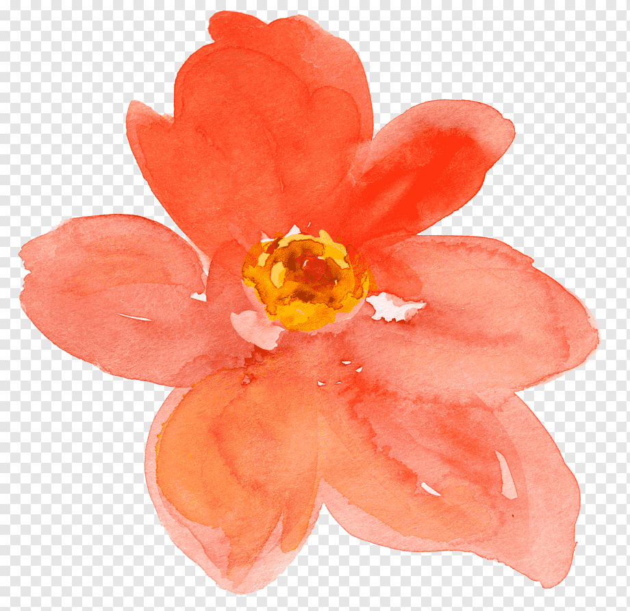 Оранжевый цветочек на прозрачном фоне фото