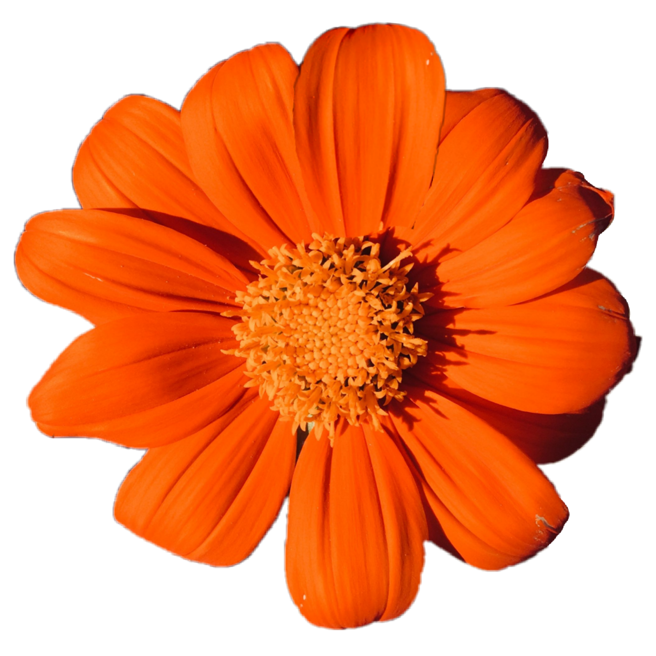 Оранжевые цветы на прозрачном фоне фото