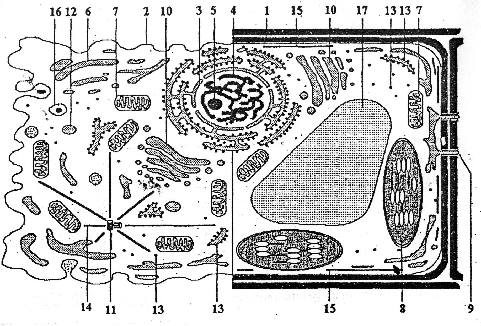 Органоиды животной клетки и растительной клетки рисунок фото