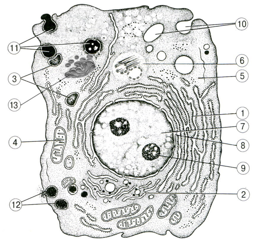Органоиды животной клетки рисунок фото