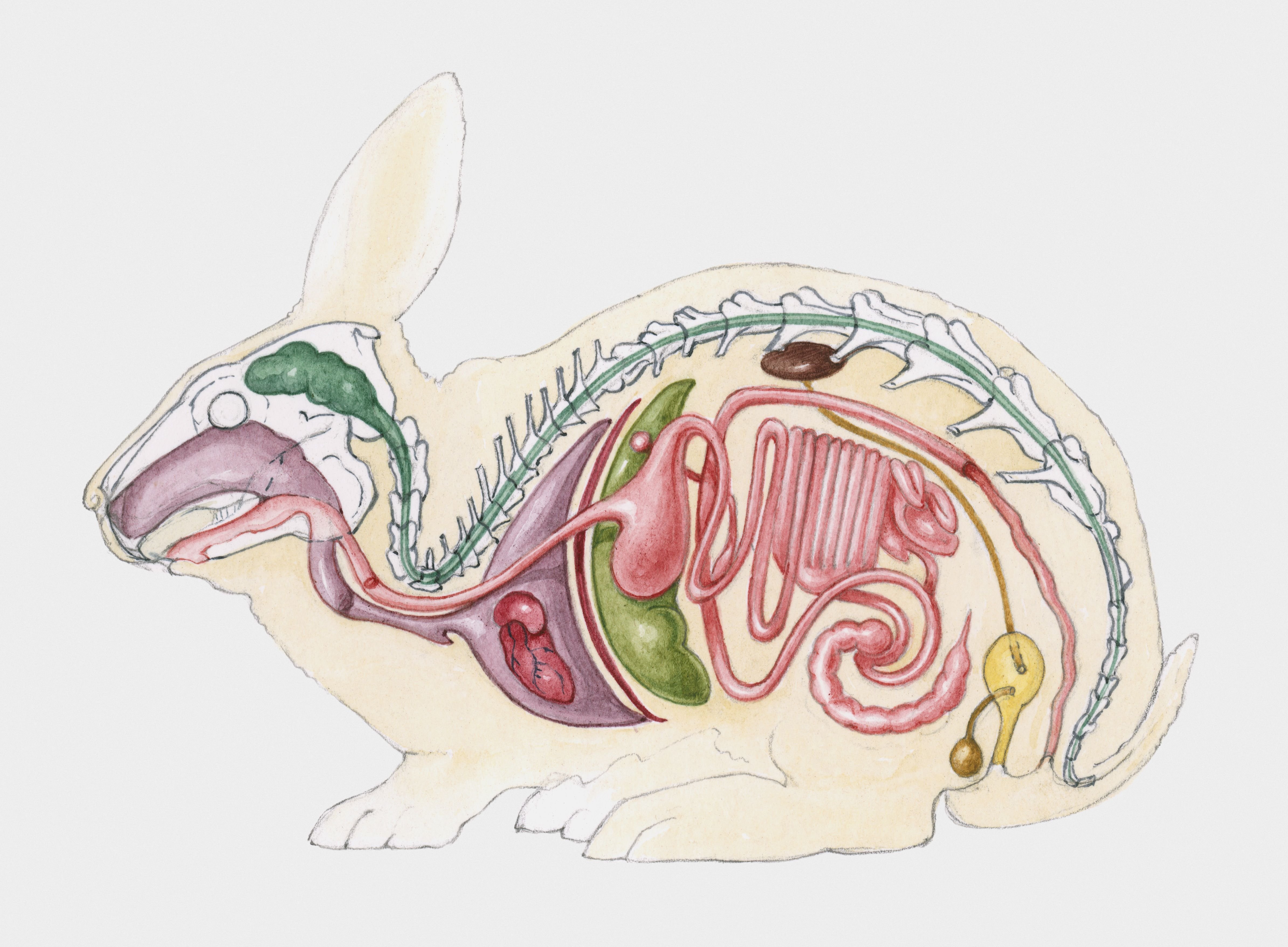 Органы пищеварения животных рисунок фото