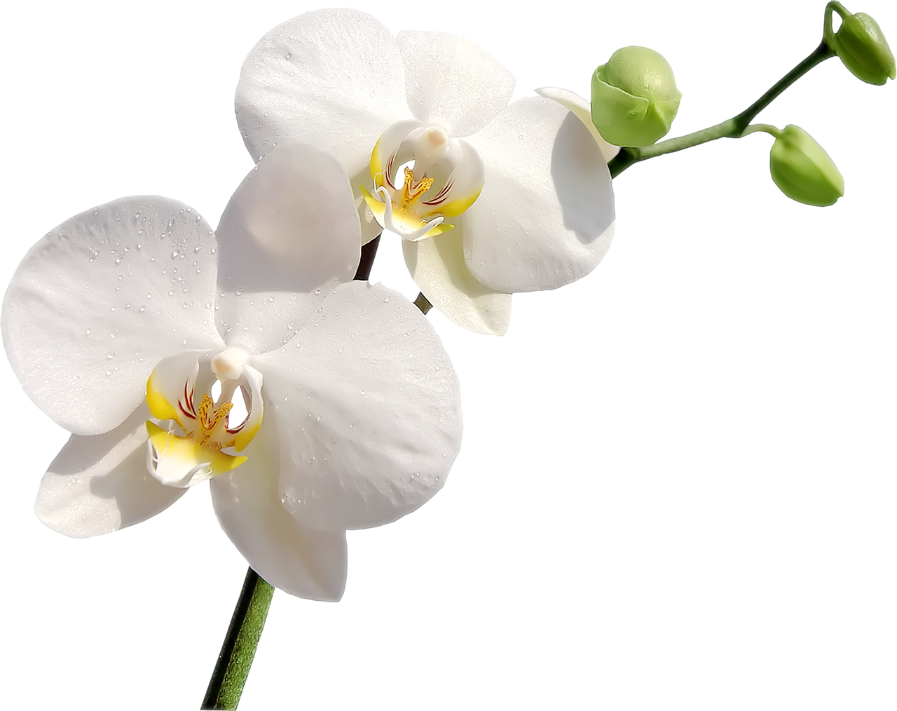 Орхидея на прозрачном фоне фото