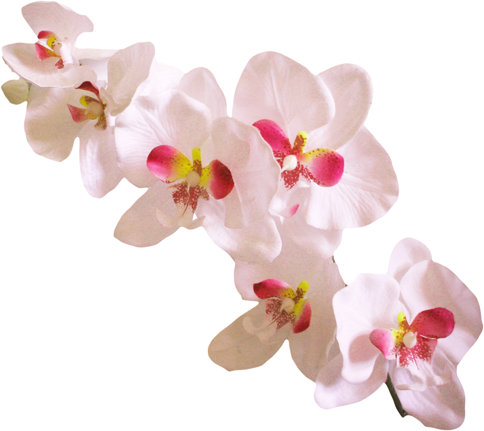 Орхидея розовая на прозрачном фоне фото