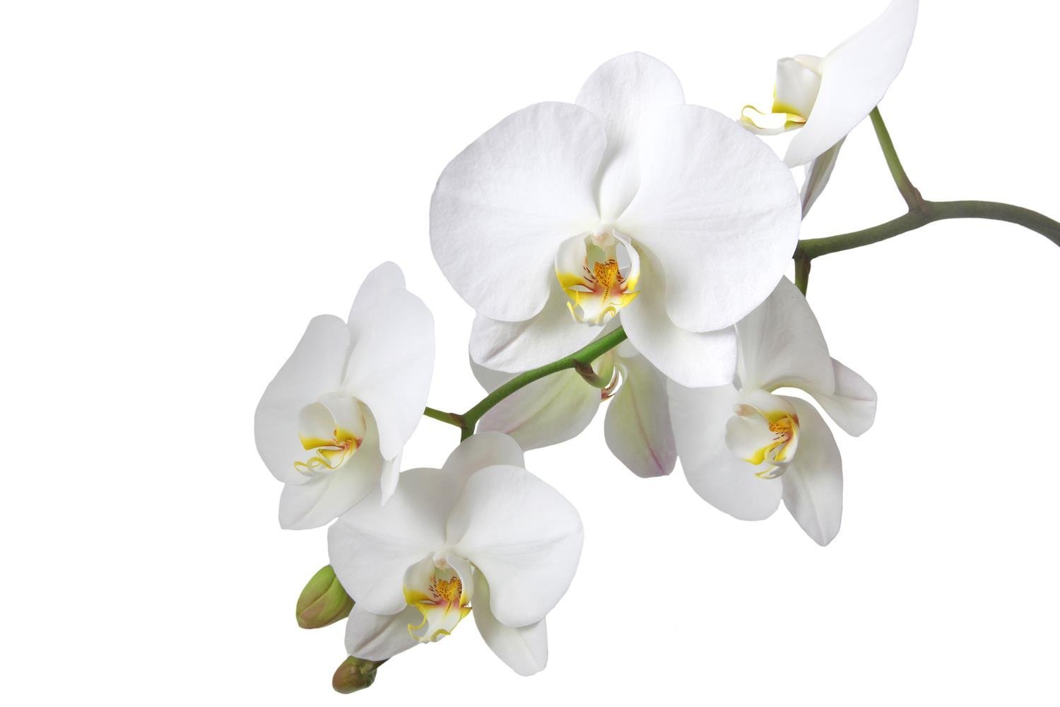 Орхидея цветы на прозрачном фоне фото