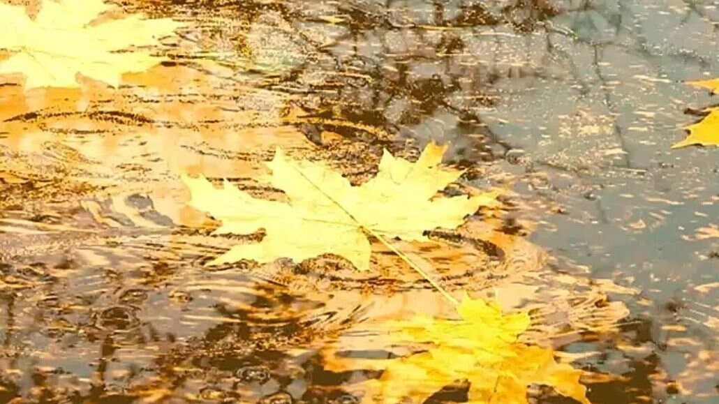 Осень листья дождь на прозрачном фоне фото
