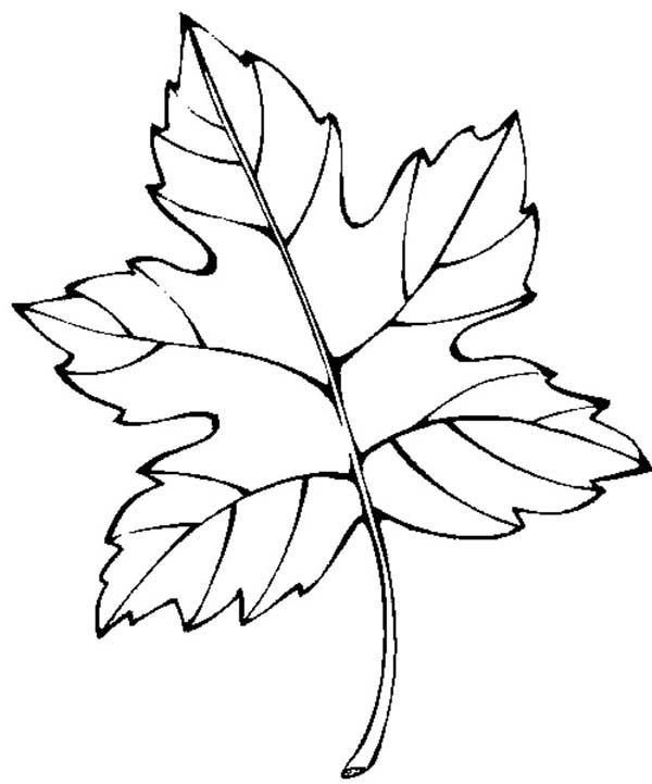 Осенние листья контурный рисунок фото