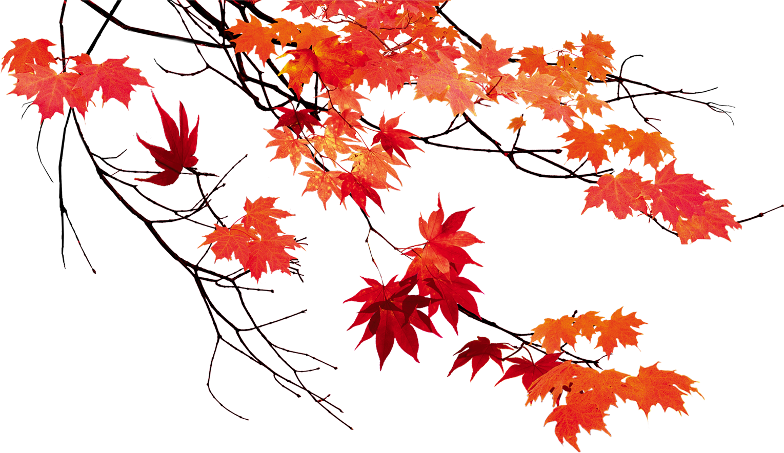 Осенние листья красные на прозрачном фоне фото