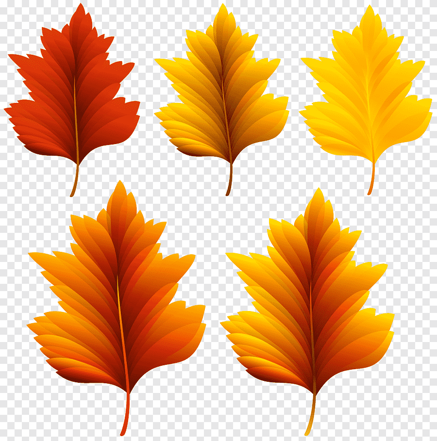 Осенние листья цветные на прозрачном фоне фото