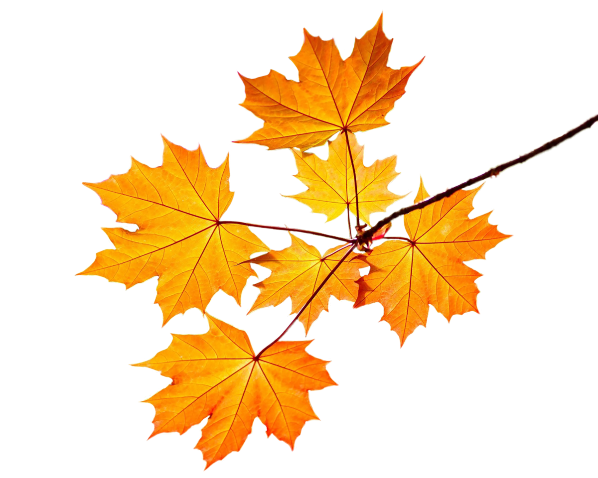 Осенний кленовый лист на прозрачном фоне фото