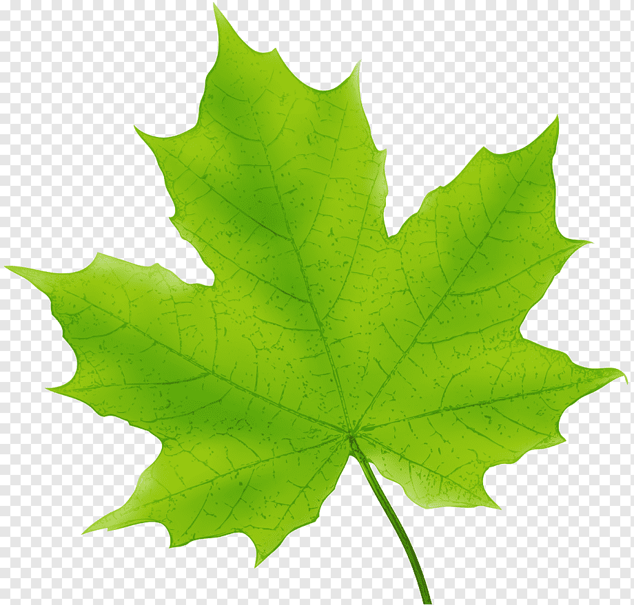Осенний лист клена на прозрачном фоне фото