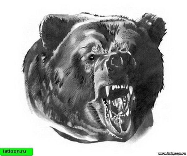 Оскал медведя рисунок эскиз фото