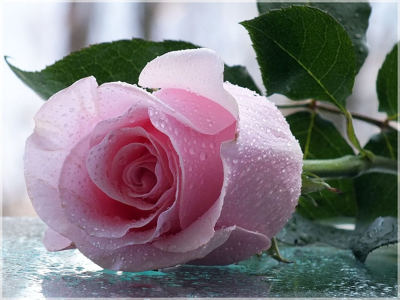 Открытки розовые розы фото