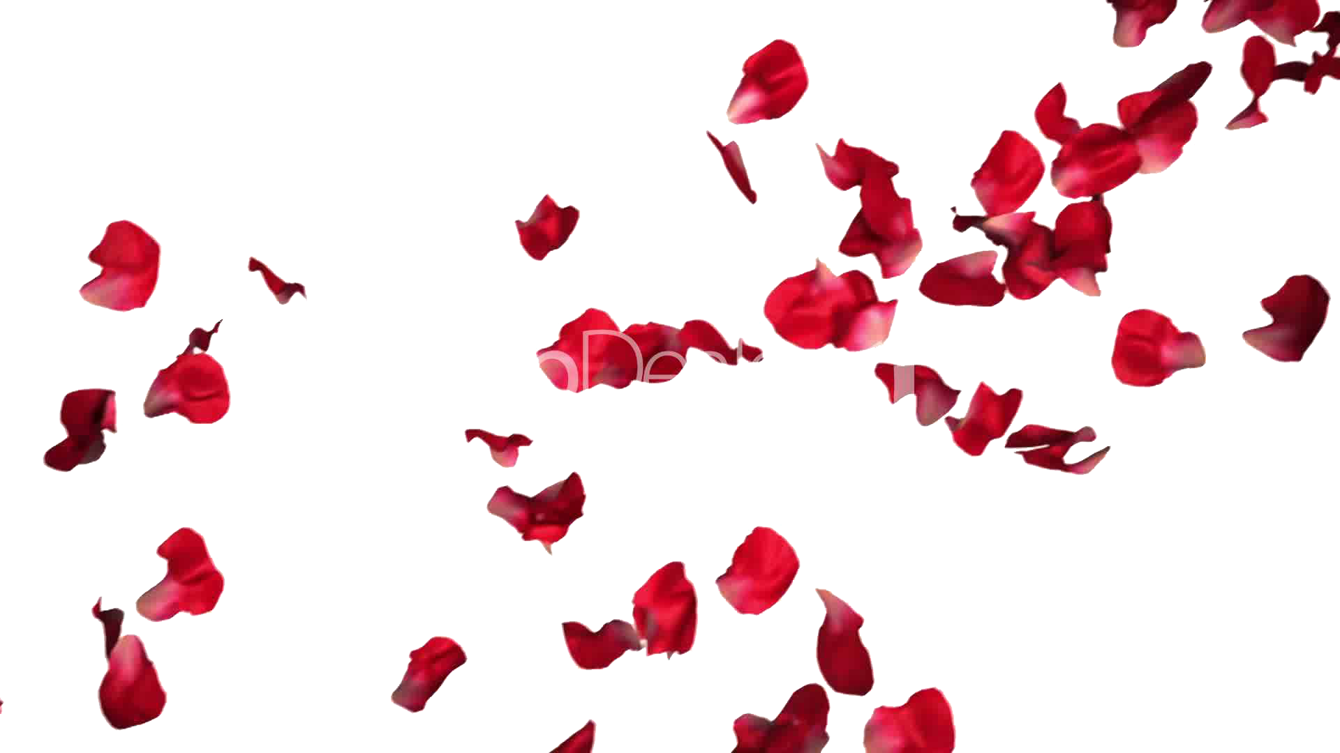 Падающие лепестки розы на прозрачном фоне фото