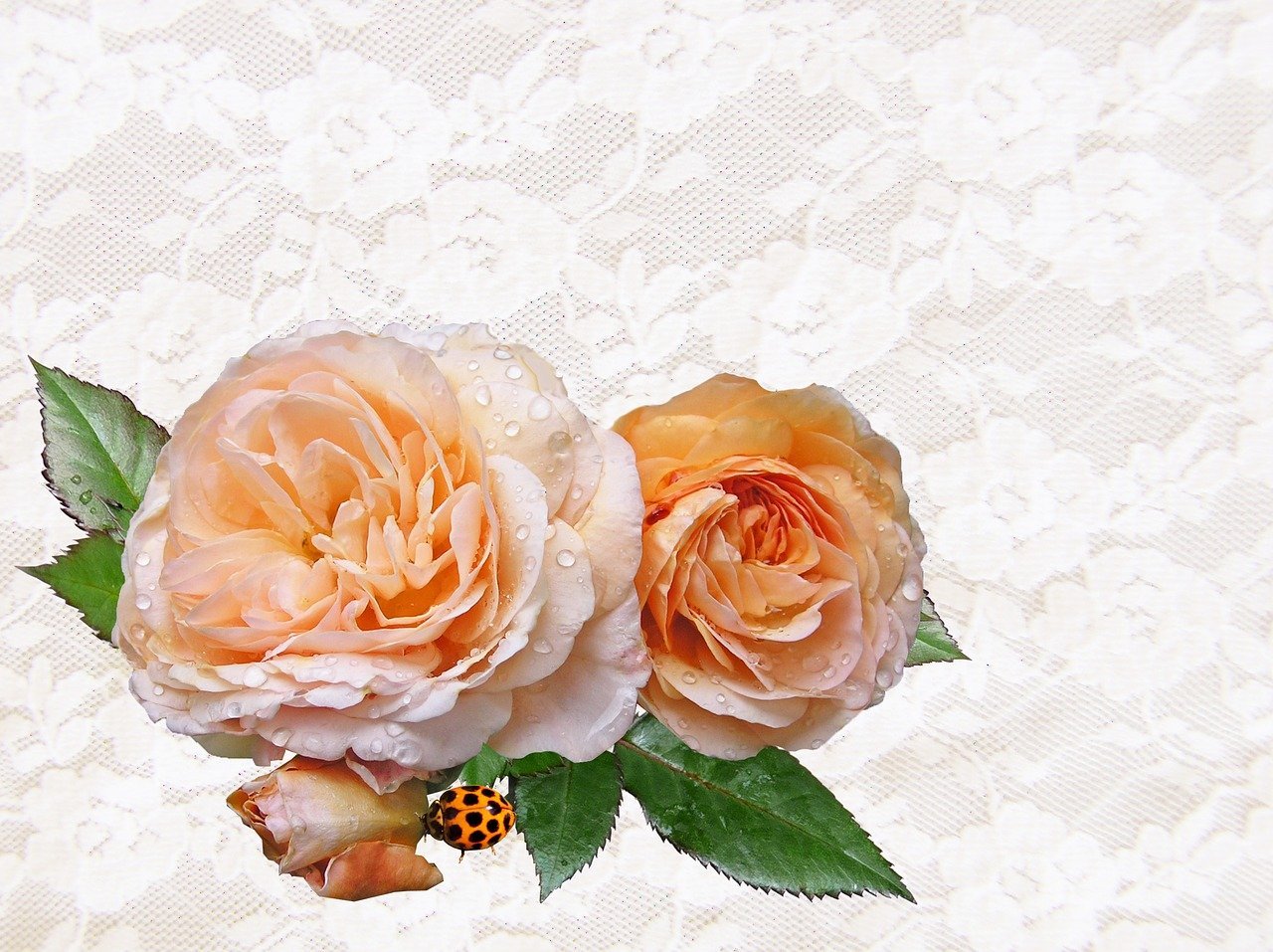 Персиковые розы на прозрачном фоне фото