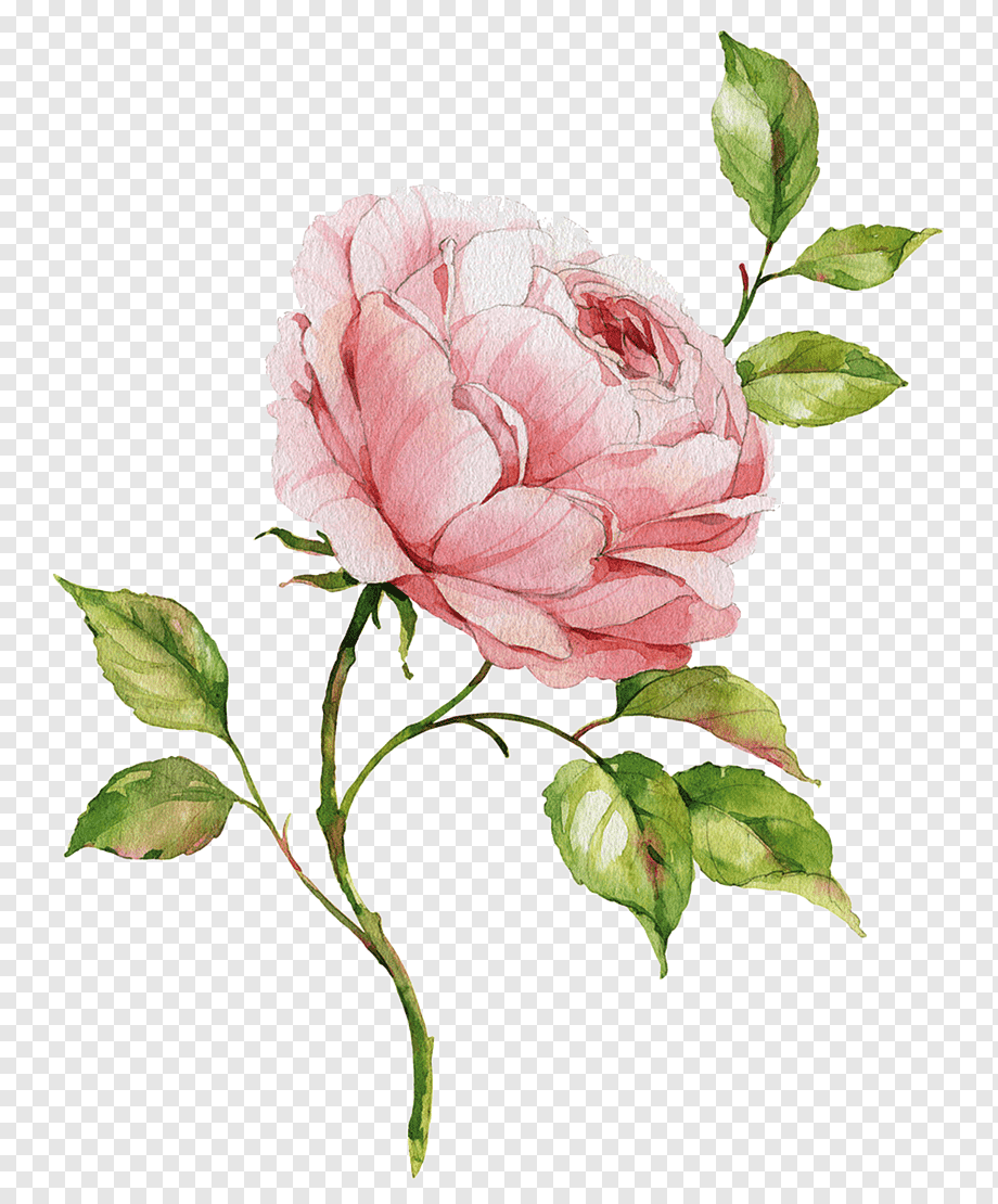 Пионовидные розы на прозрачном фоне фото