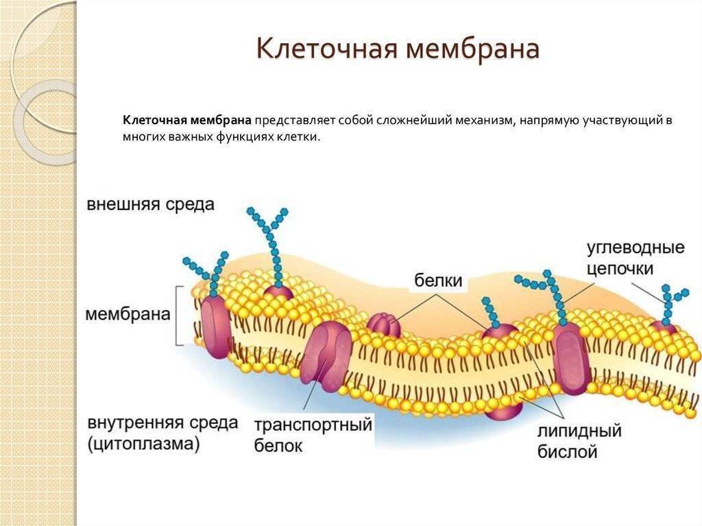 Плазматическая мембрана животной клетки рисунок фото