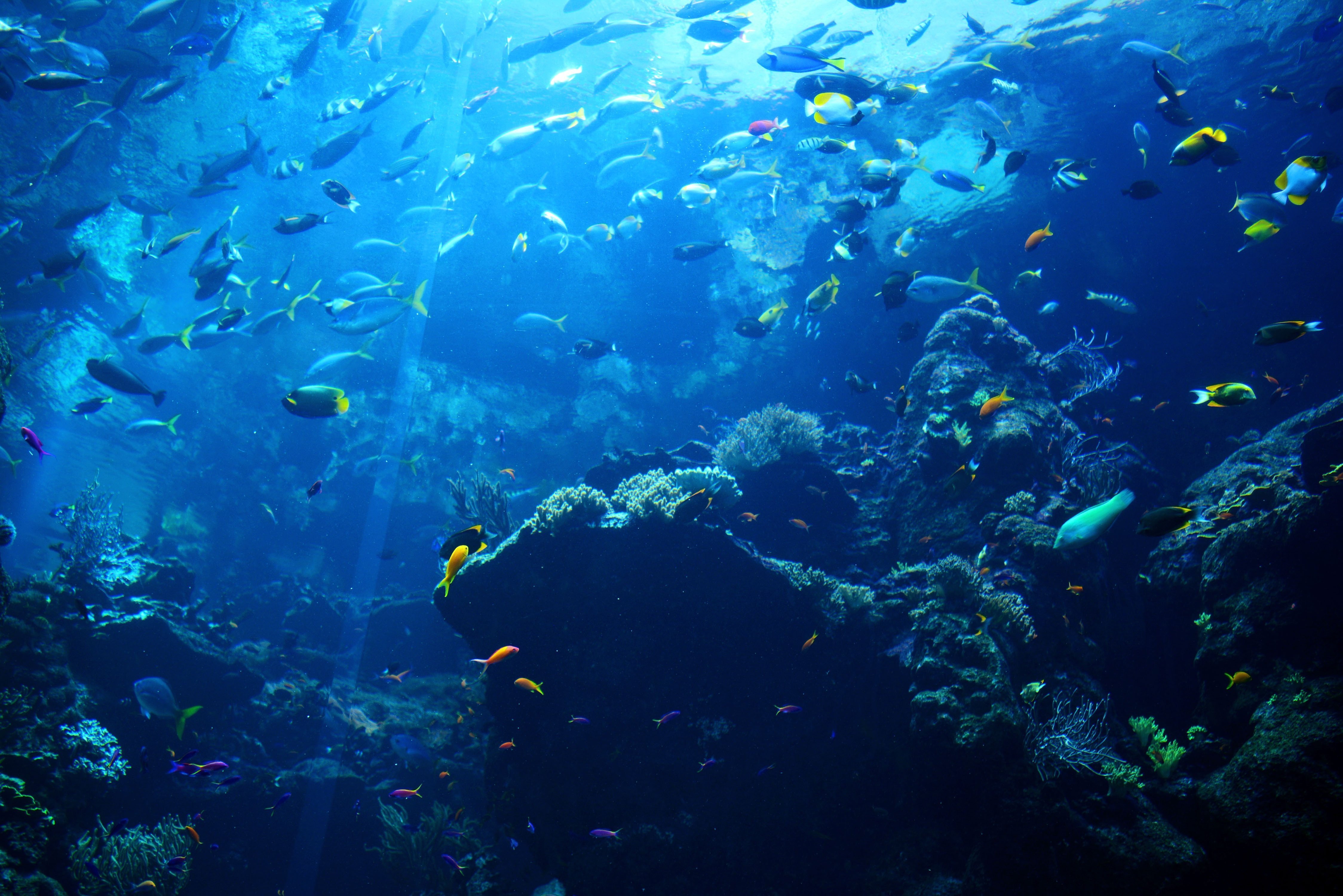 Подводные глубины мира обои фото
