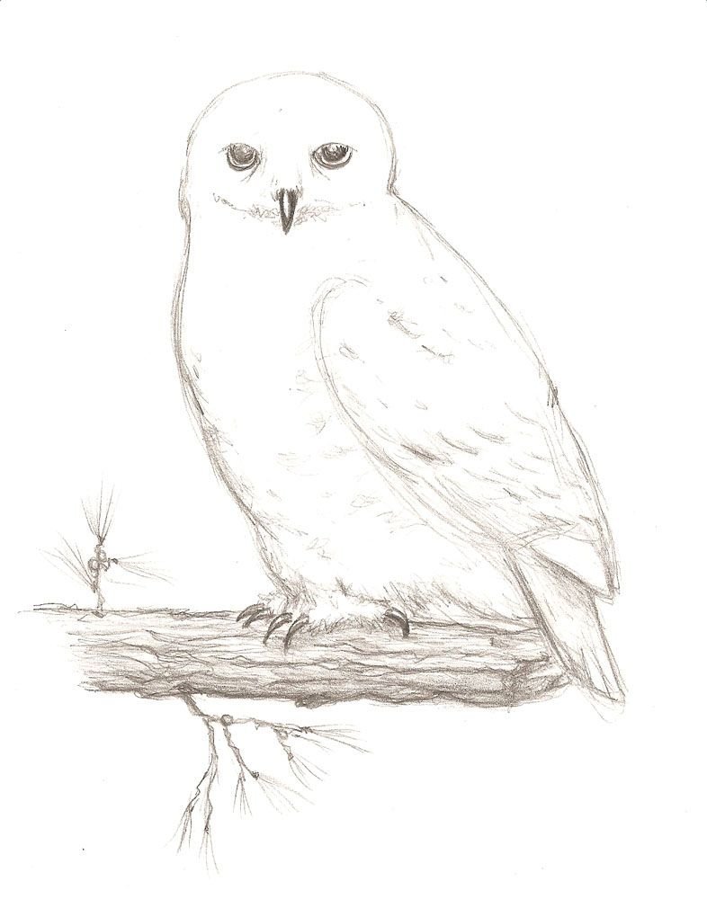 Полярная сова рисунок поэтапно фото