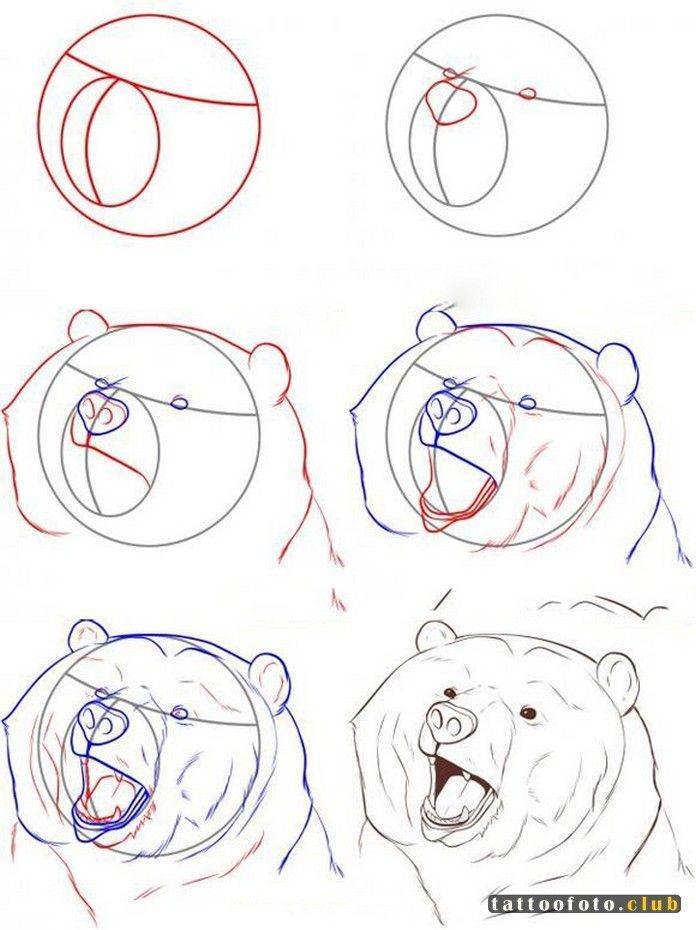 Пошаговый рисунок медведя для начинающих фото