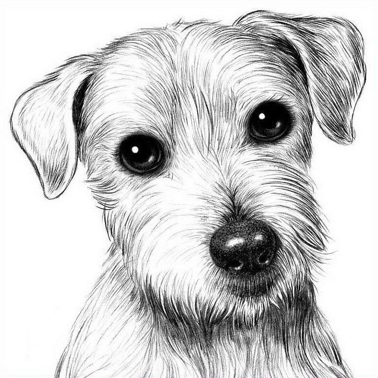 Простые рисунки карандашом животные собака фото