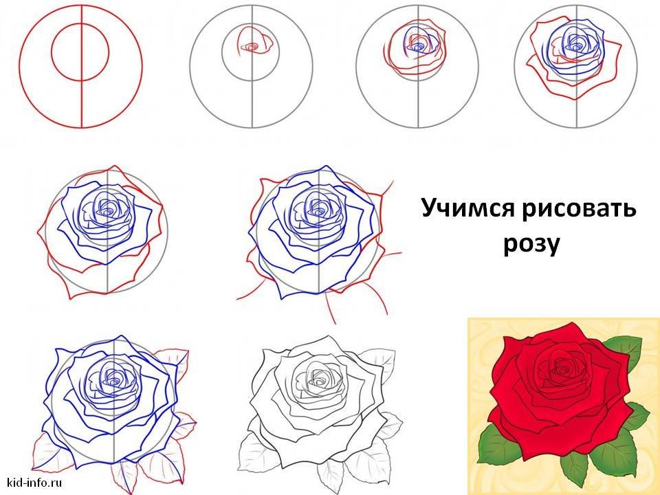 Простые рисунки роза для начинающих фото