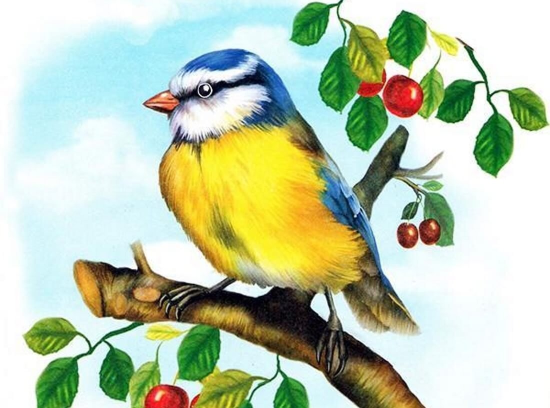 Птичка синичка рисунок детский фото