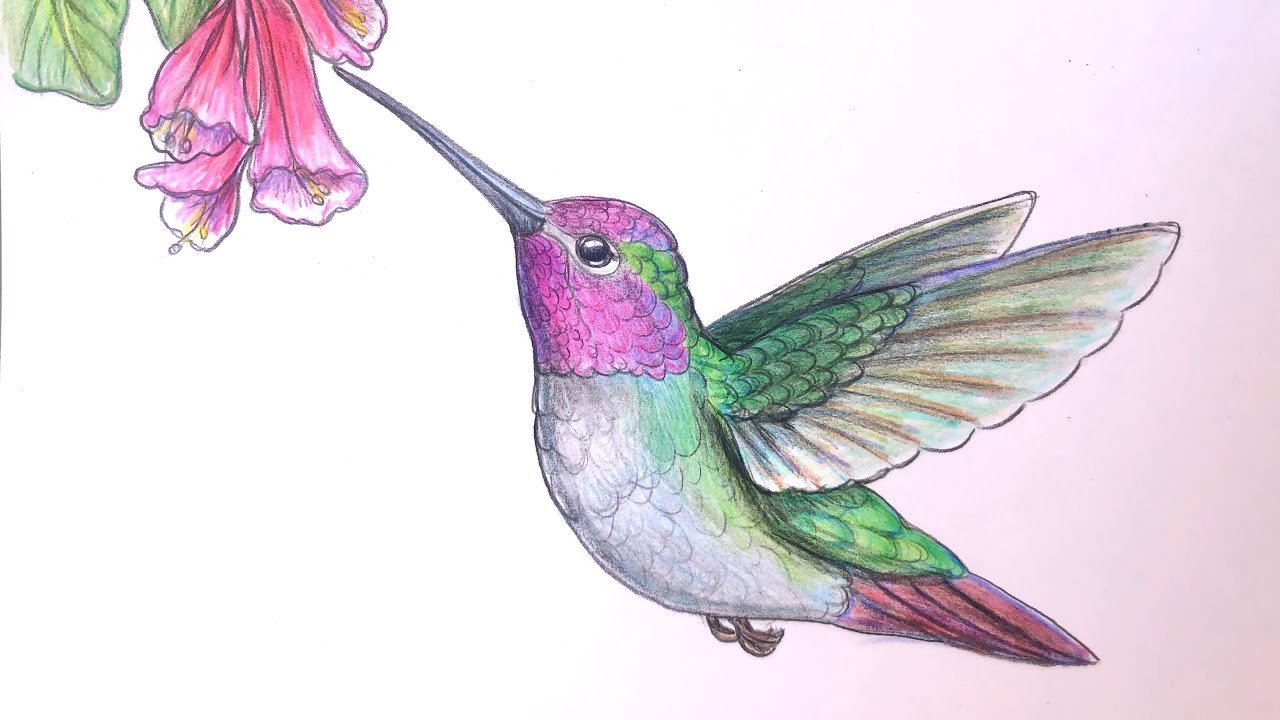 Птица колибри рисунок поэтапно фото