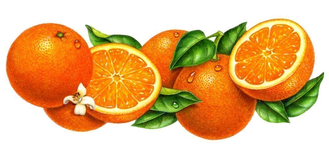 Рамка апельсины на прозрачном фоне фото