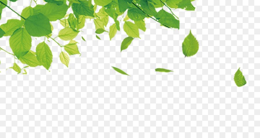 Рамка березовые листья на прозрачном фоне фото