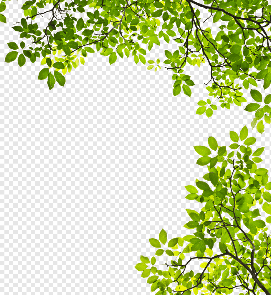 Рамка деревья на прозрачном фоне фото