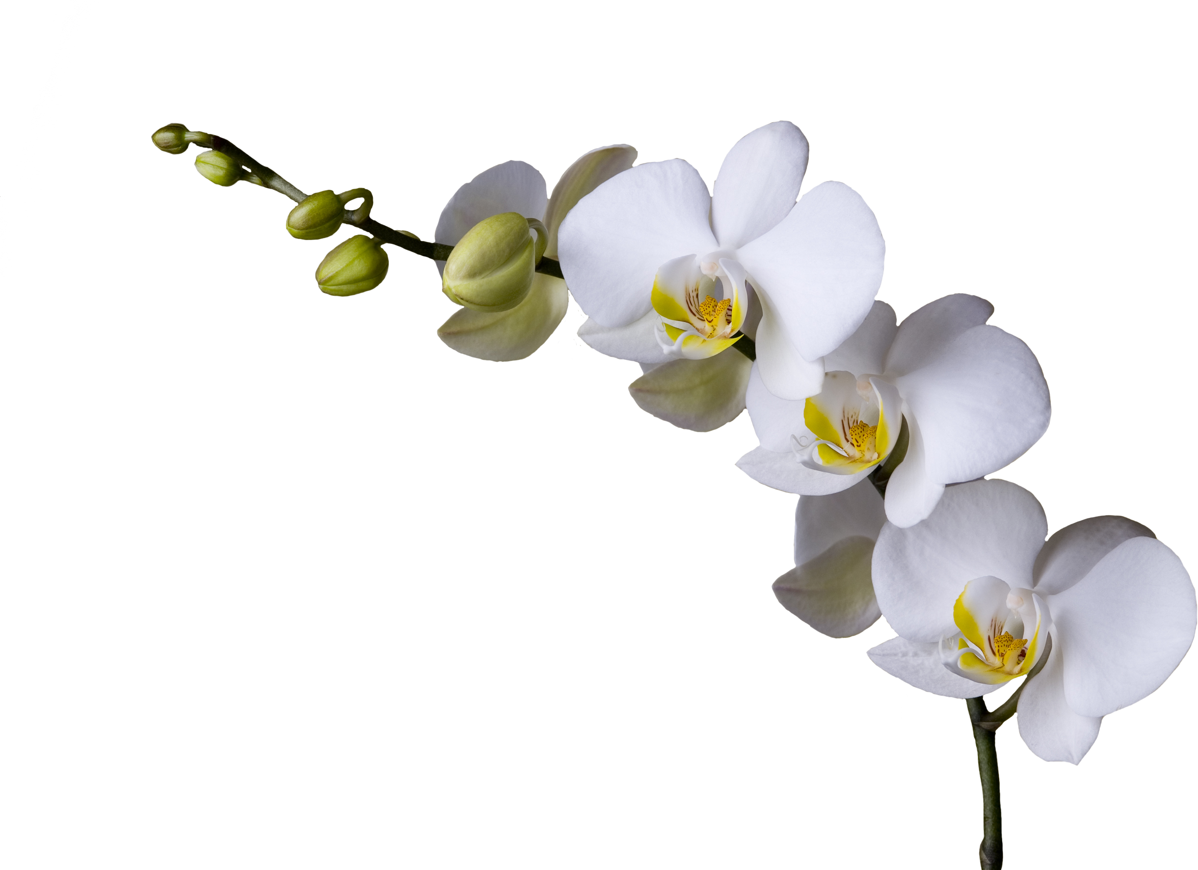 Рамка из орхидей на прозрачном фоне фото