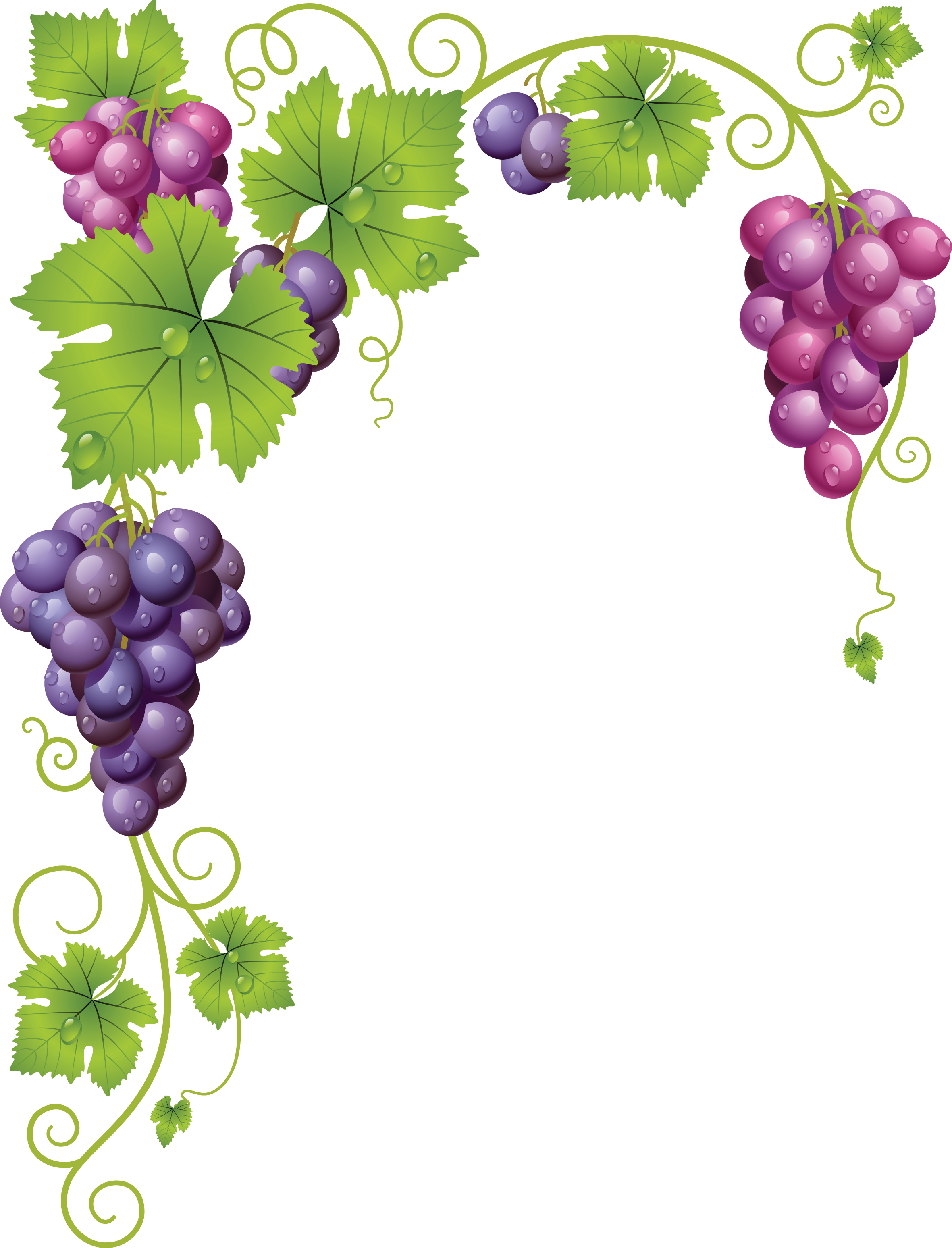 Рамка с виноградом на прозрачном фоне фото