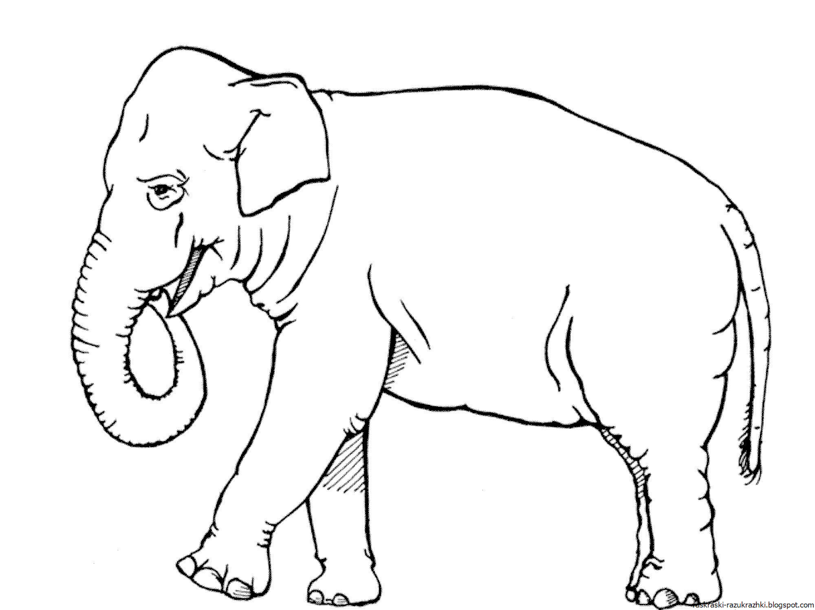 Раскраски слон для 3 лет фото