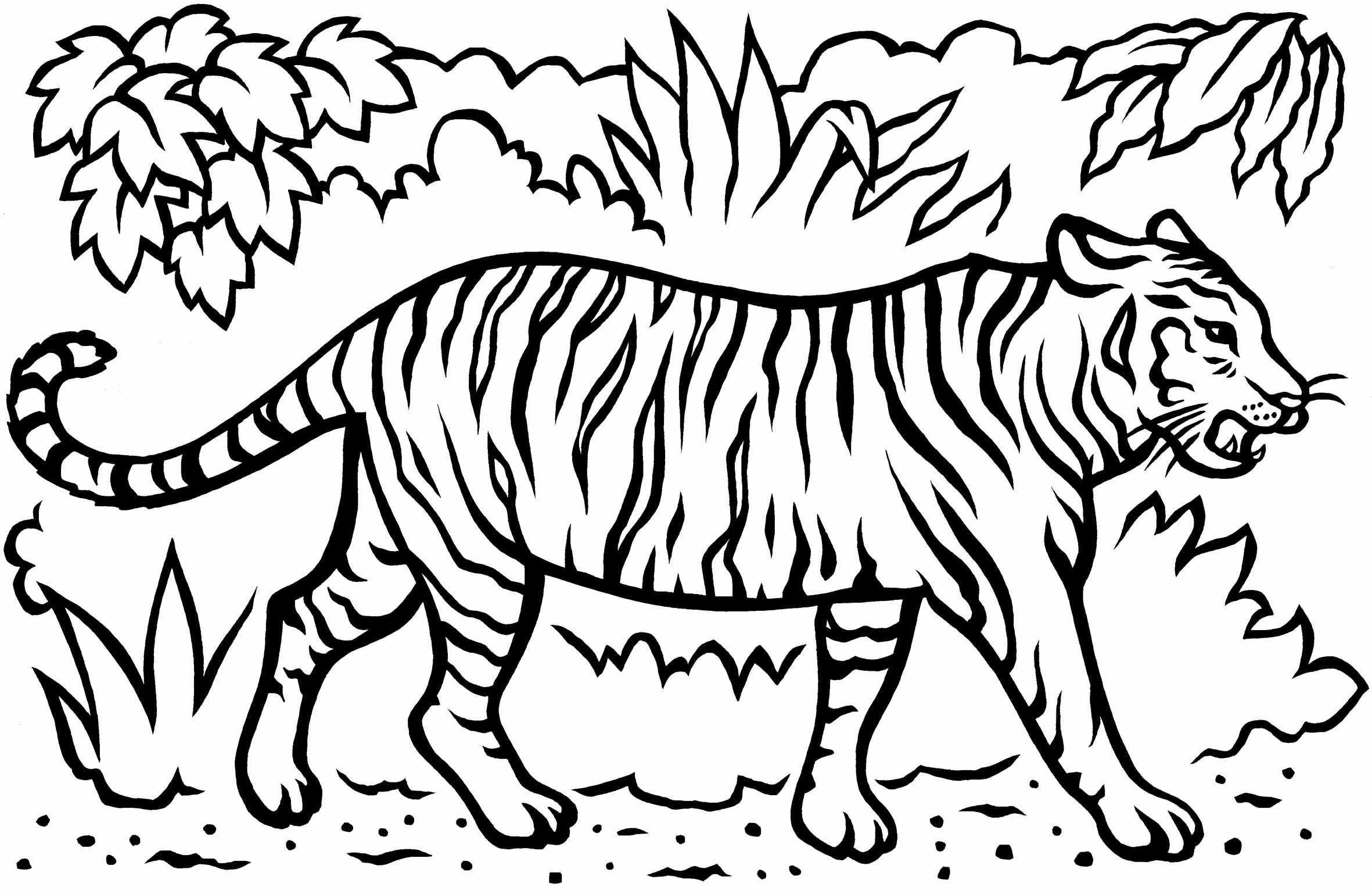Раскраски тигра для 3 лет фото
