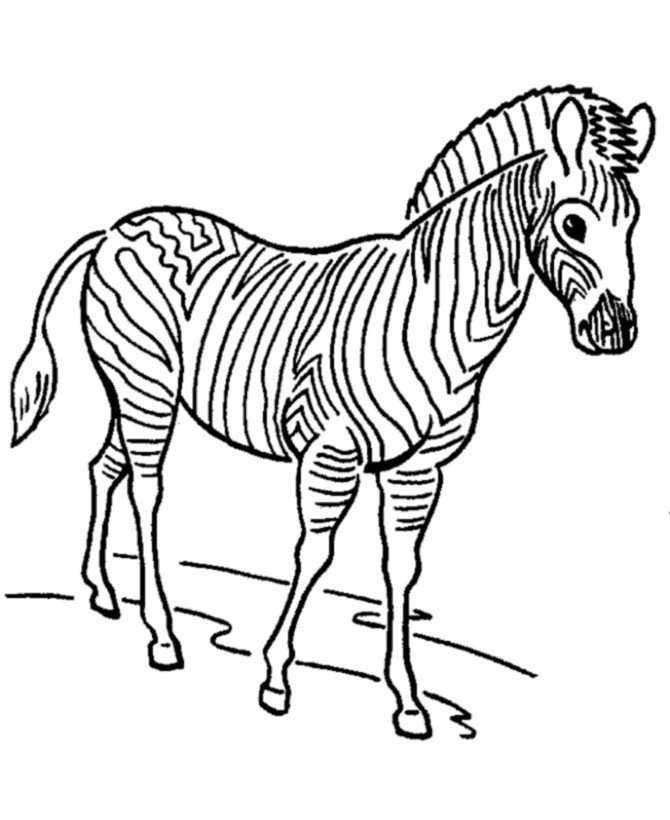 Раскраски зебра для 5 лет фото