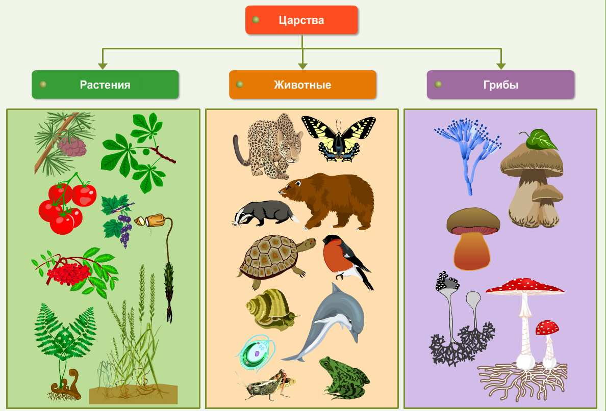 Растения и животные рисунок окружающий фото