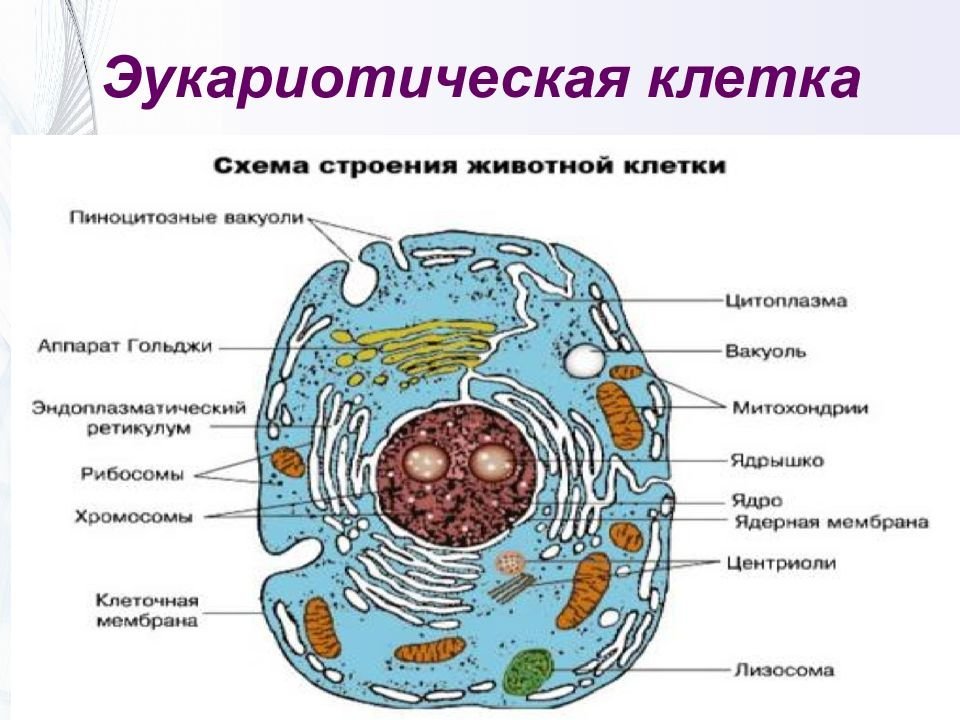 Растительная и животная клетка рисунок с подписями органоидов фото