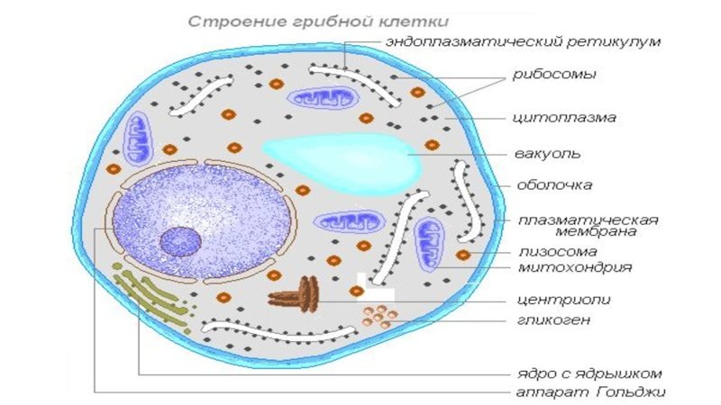 Растительная животная и грибная клетка рисунок с подписями фото