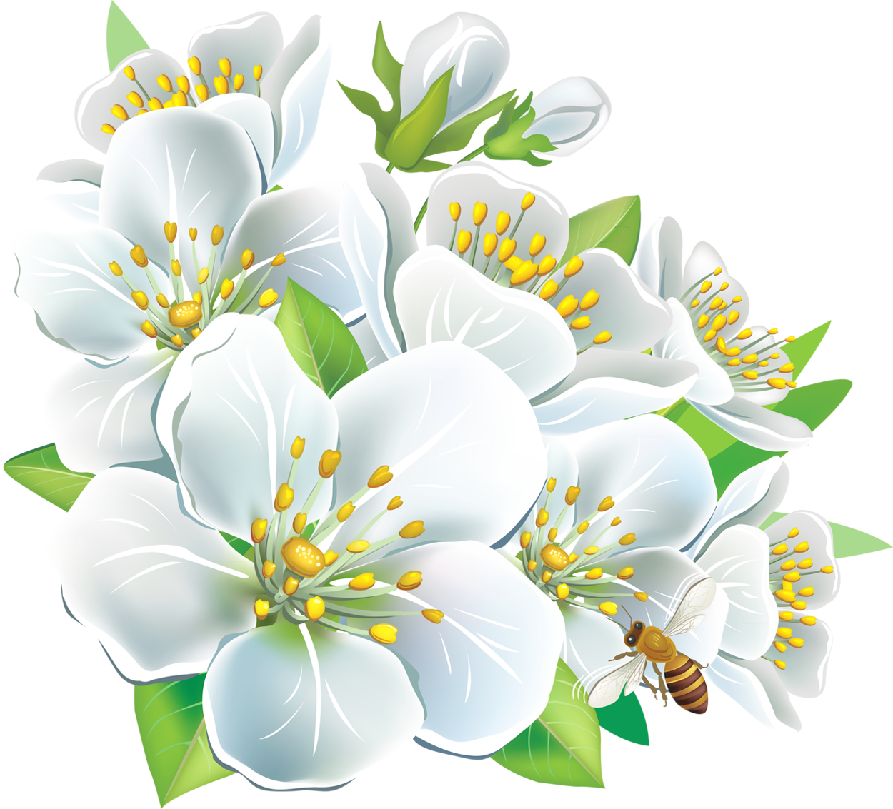 Расцветающие цветы на прозрачном фоне фото
