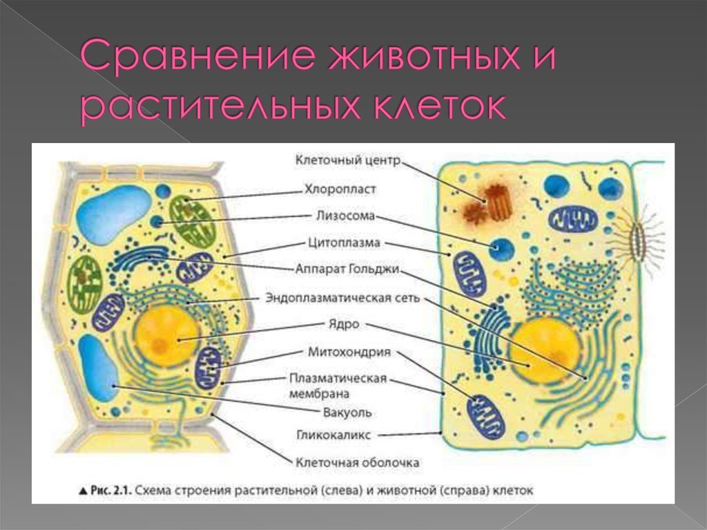 Различия животной и растительной клетки рисунок фото
