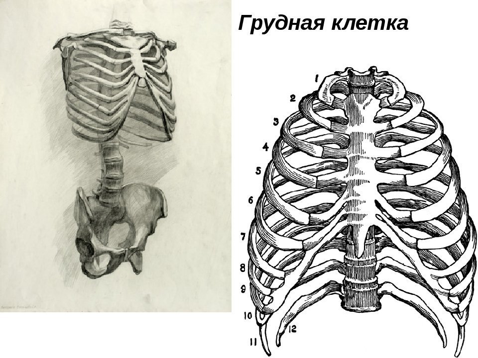 Ребра поэтапно рисунок фото