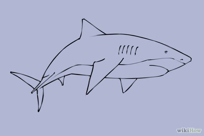Рисунки акул для начинающих фото