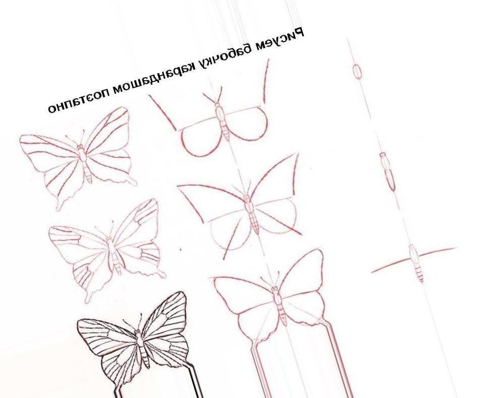 Рисунки бабочек для начинающих фото