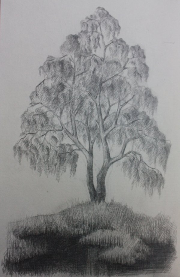 Рисунки деревьев карандашом для начинающих легкое фото