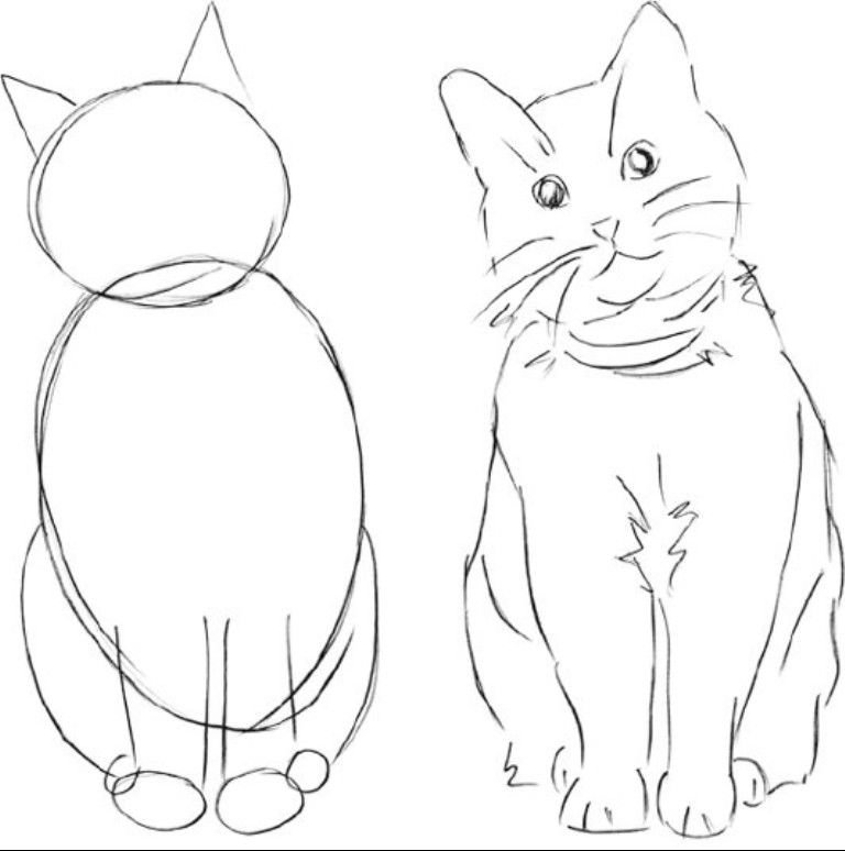Рисунки для начинающих карандашом легкие и красивые коты фото