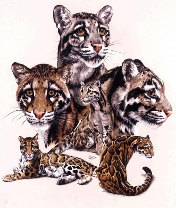 Рисунки для срисовки на праздник День диких кошек фото