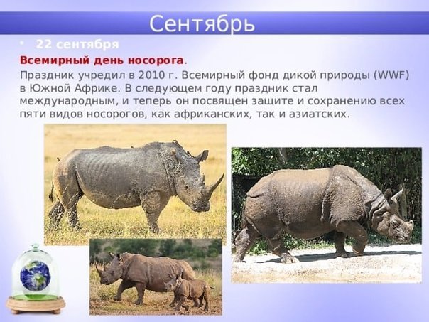 Рисунки для срисовки на праздник Всемирный день носорогов фото