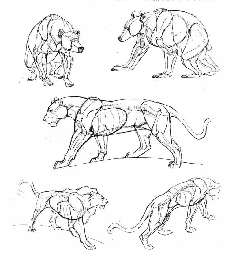 Рисунки для зарисовки животные фото