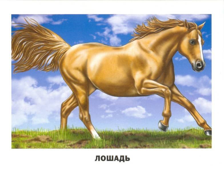 Рисунки домашних животных лошади фото