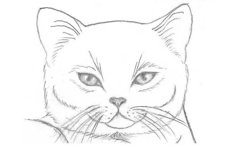 Рисунки карандашом красивые для начинающих кошки легко фото